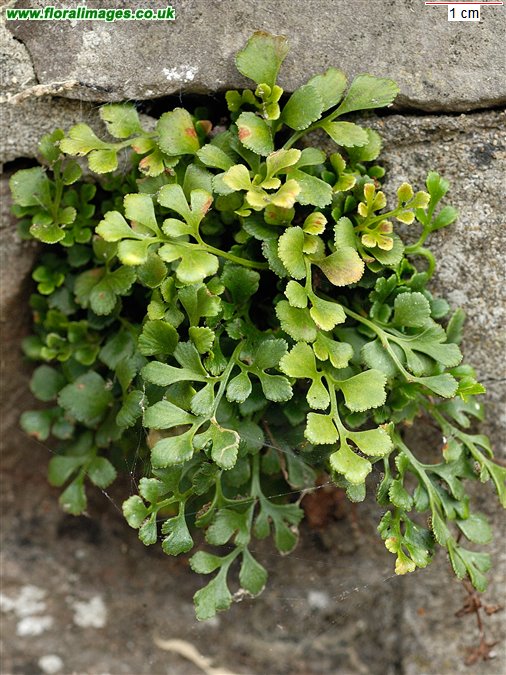 Asplenium ruta-muraria