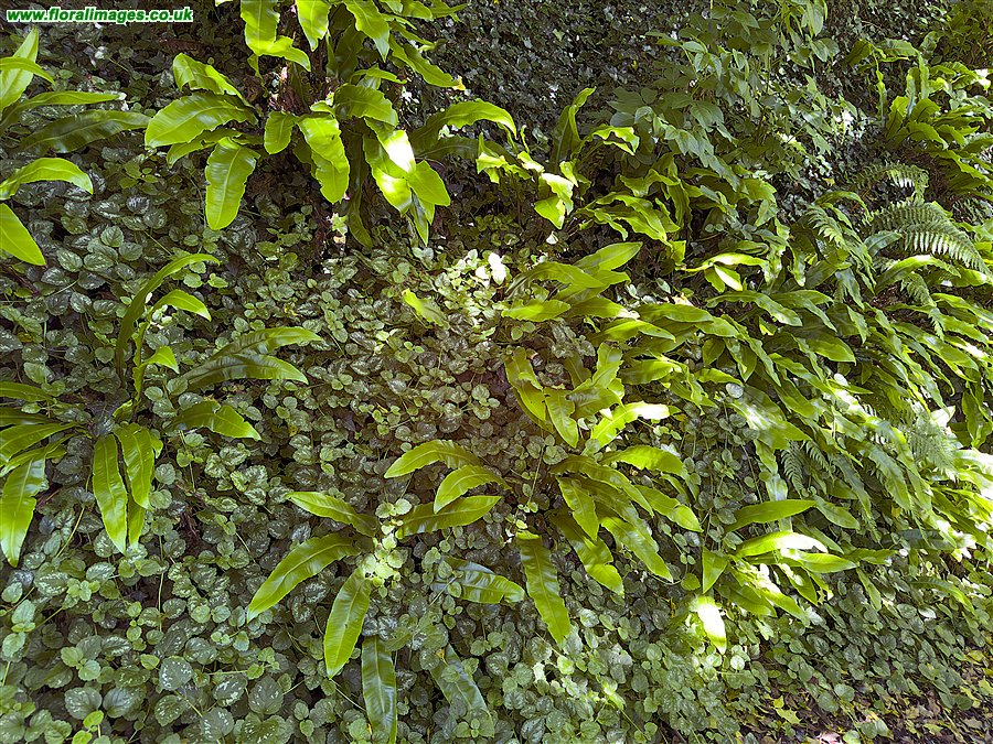Asplenium scolopendrium