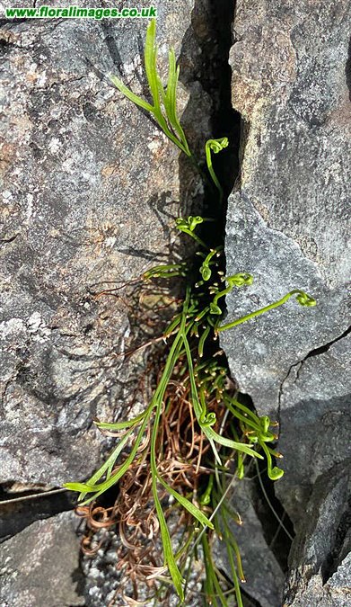 Asplenium septentrionale