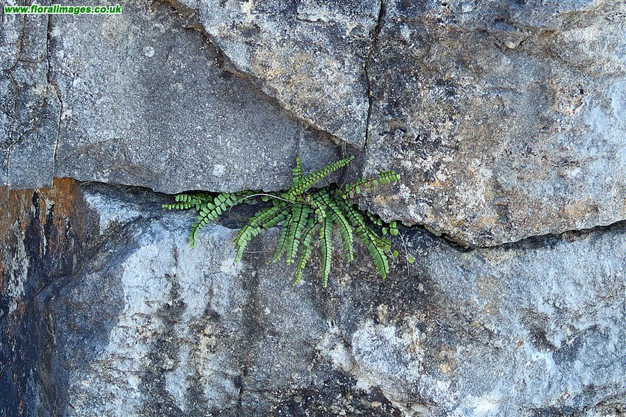 Asplenium trichomanes