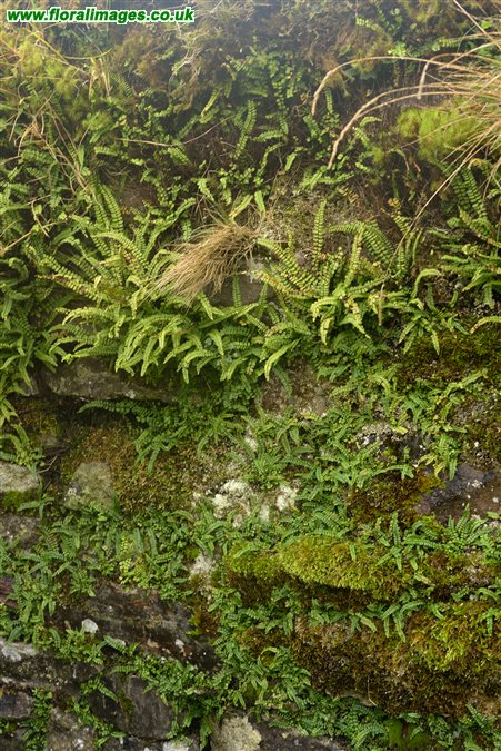 Asplenium trichomanes