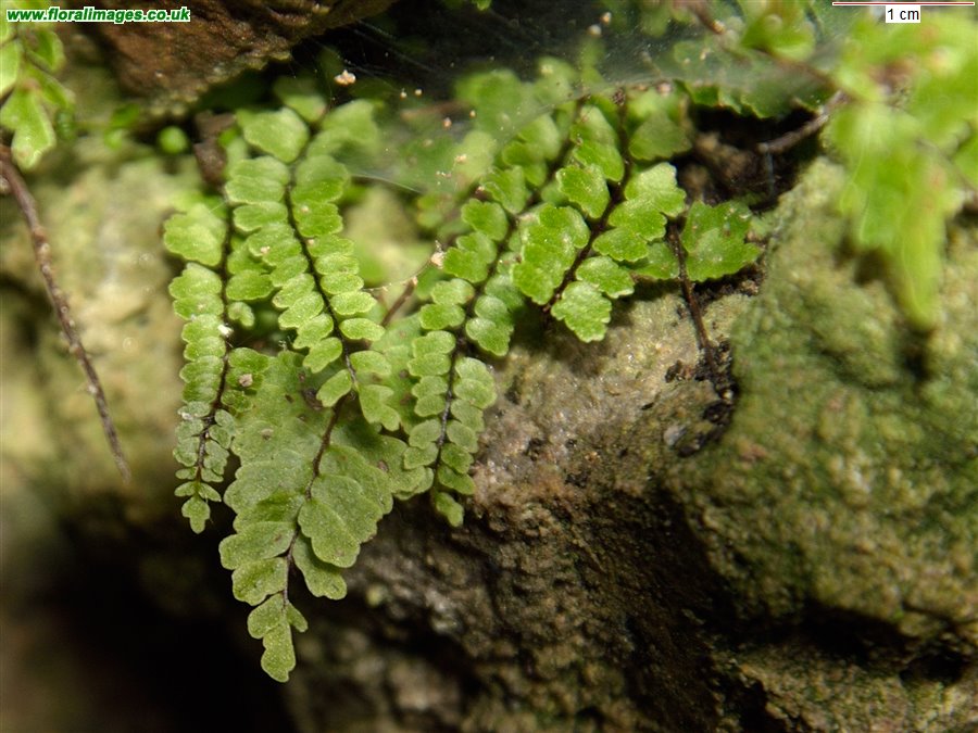 Asplenium trichomanes