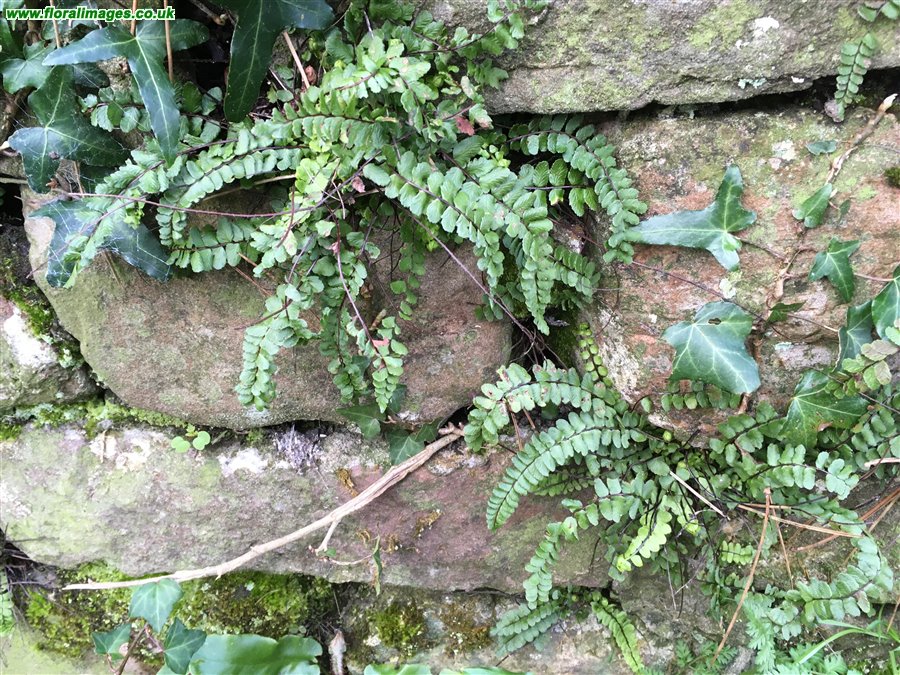 Asplenium trichomanes