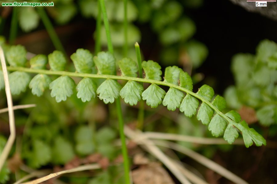 Asplenium viride