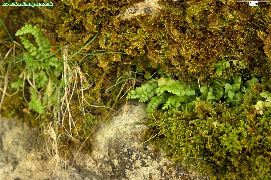 Asplenium viride