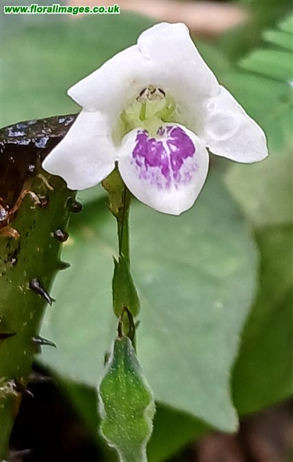 Asystasia intrusa