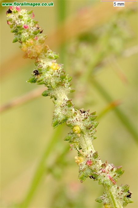 Atriplex littoralis