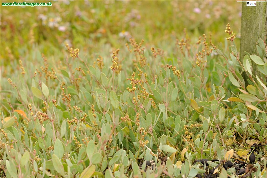 Atriplex portulacoides