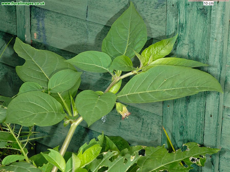 Atropa belladonna