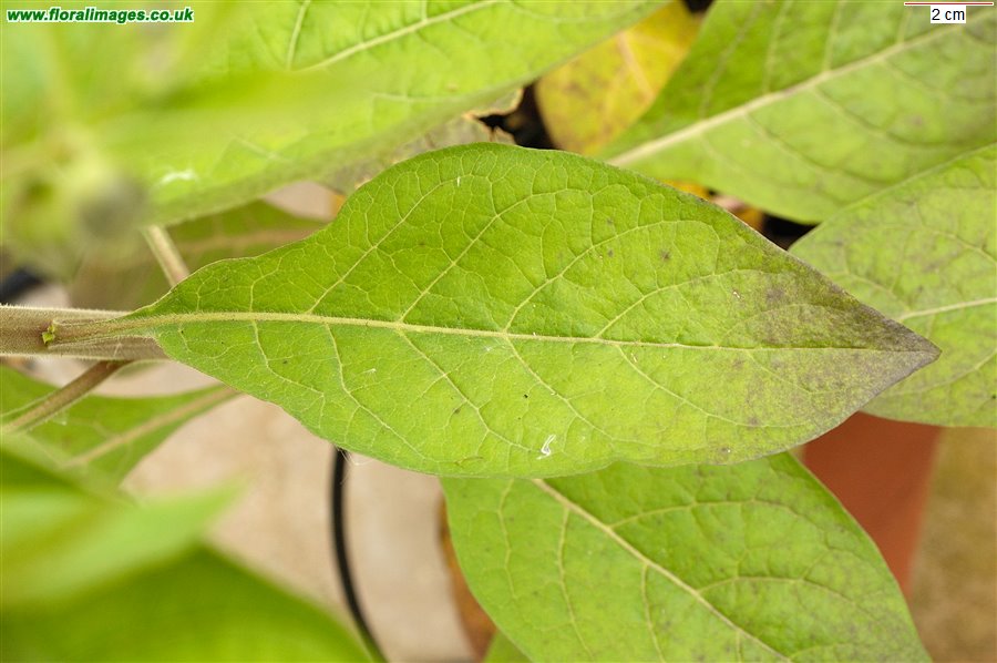 Atropa belladonna