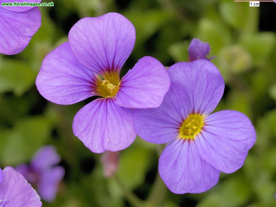Aubrieta deltoidea