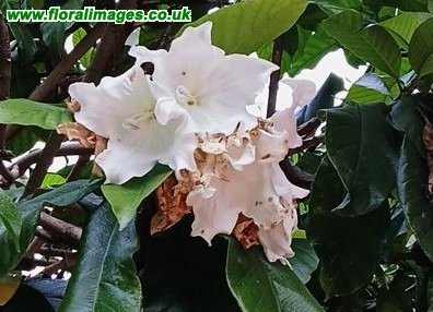 Beaumontia grandiflora
