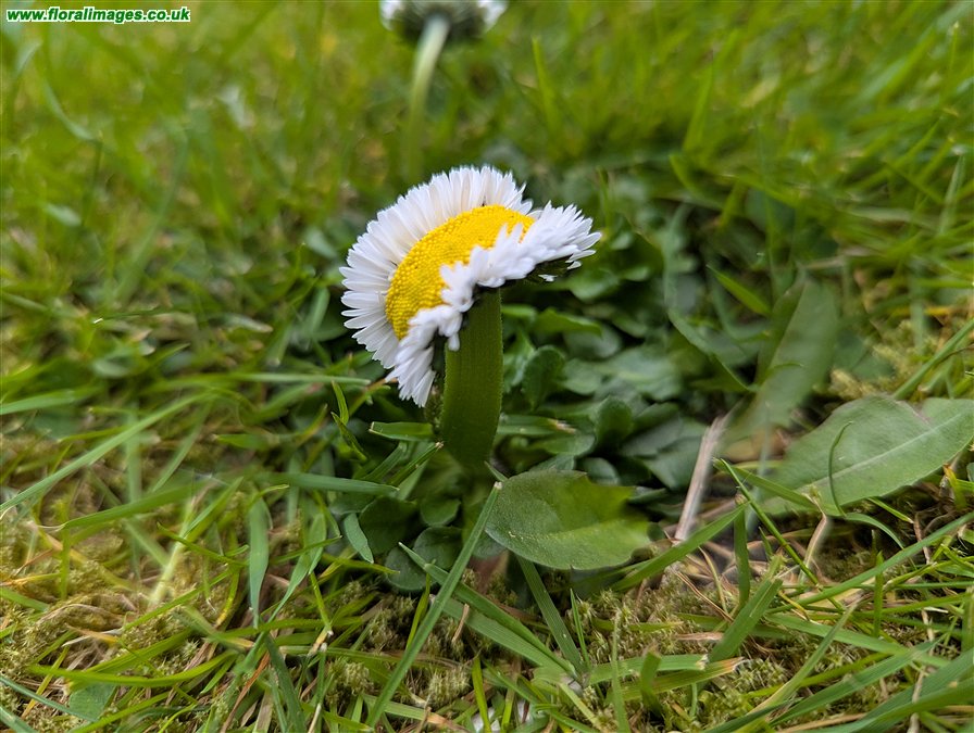 Bellis perennis