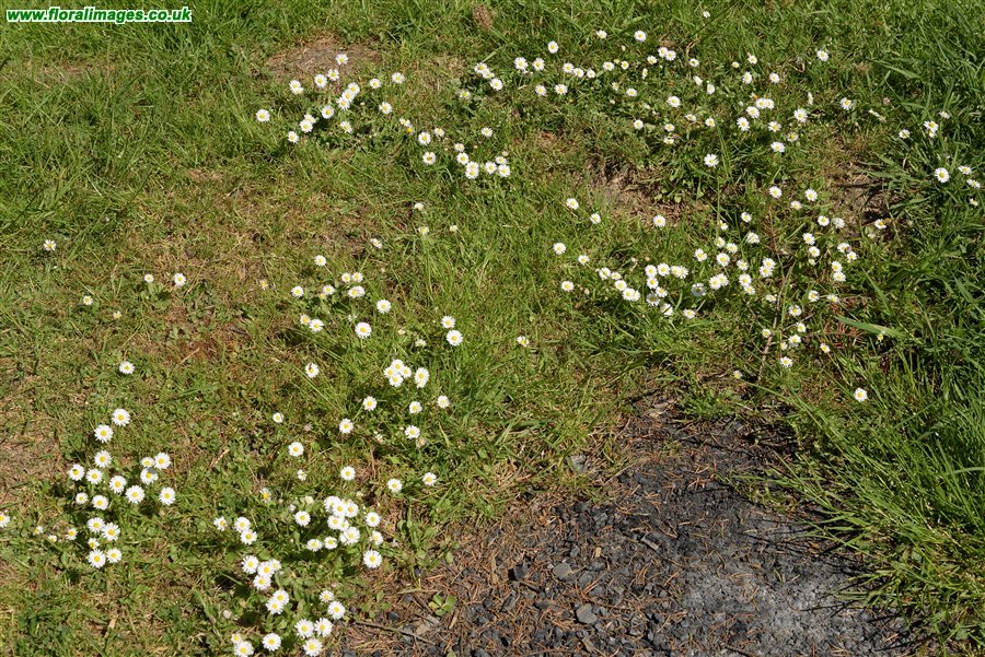Bellis perennis