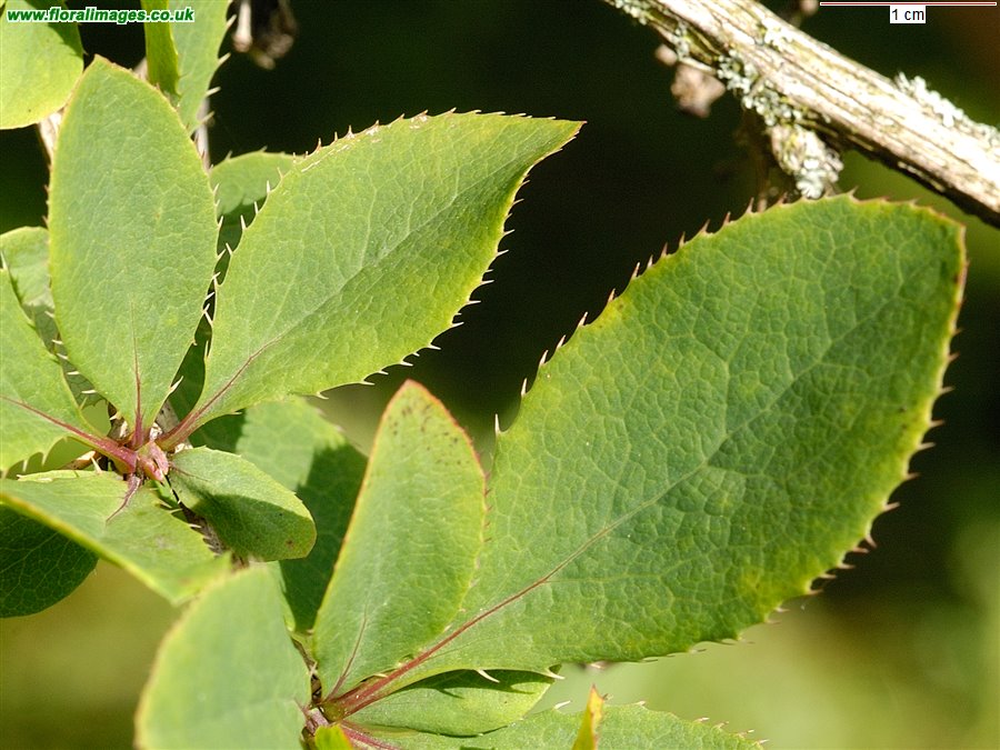 Berberis vulgaris