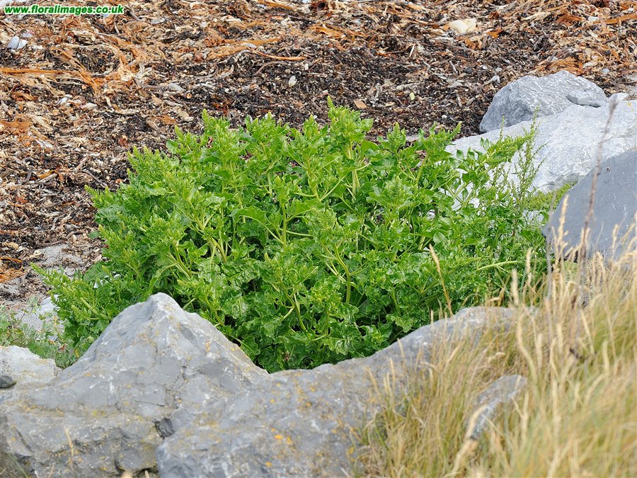 Beta vulgaris