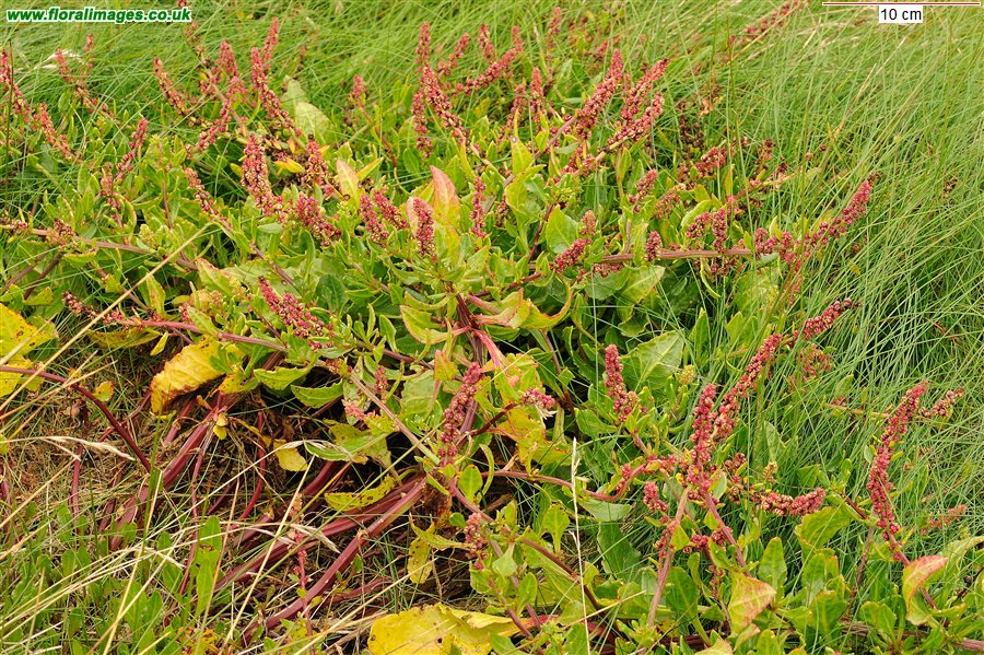 Beta vulgaris