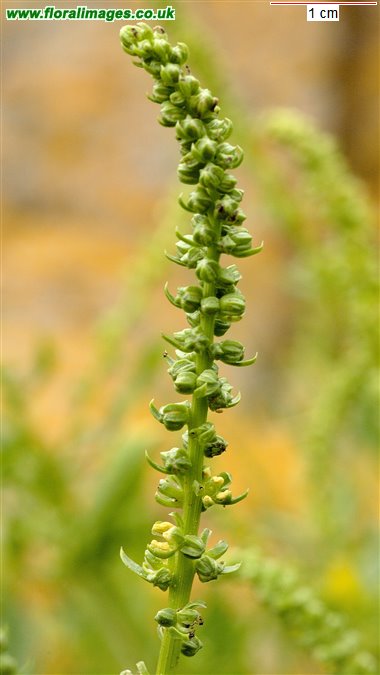Beta vulgaris