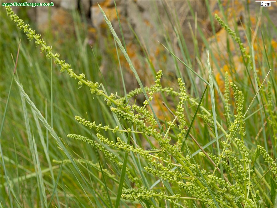 Beta vulgaris
