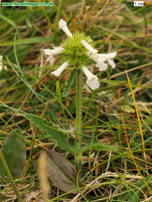 Betonica officinalis