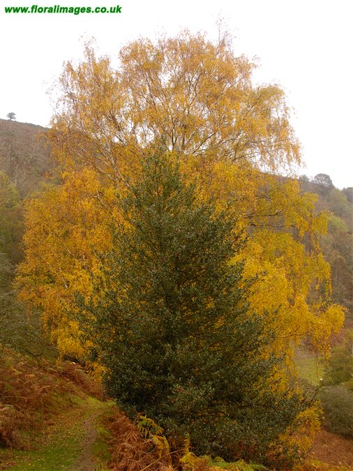 Betula pendula