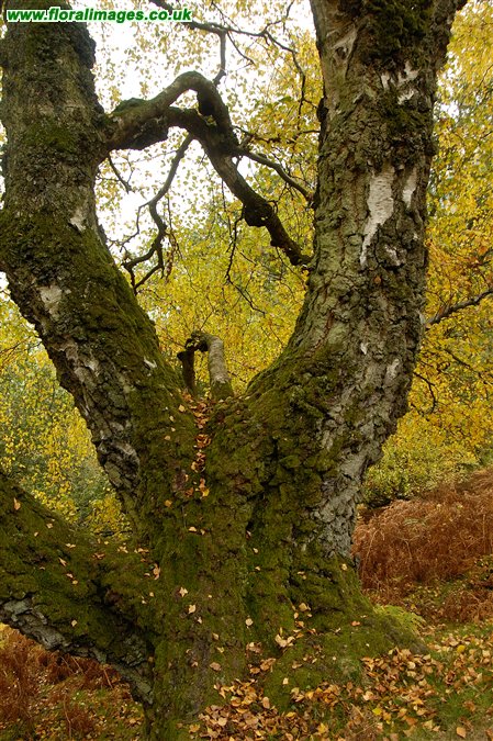 Betula pendula