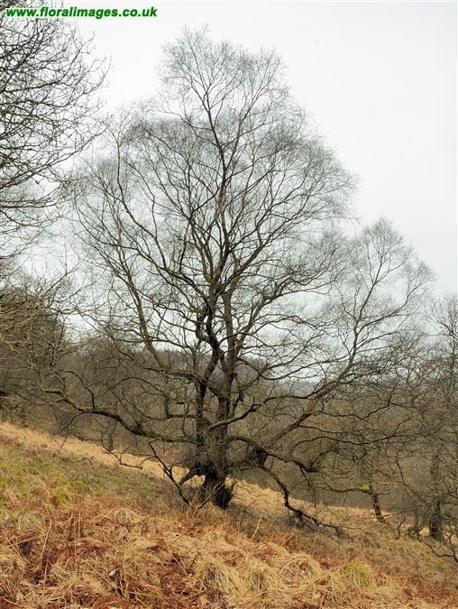 Betula pubescens
