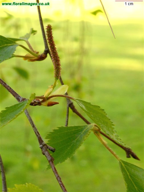 Betula pubescens