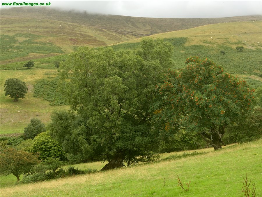 Frangula alnus