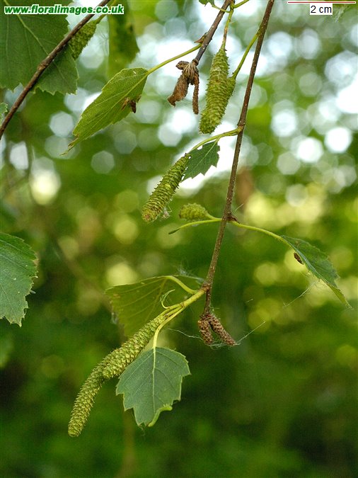 Betula pubescens