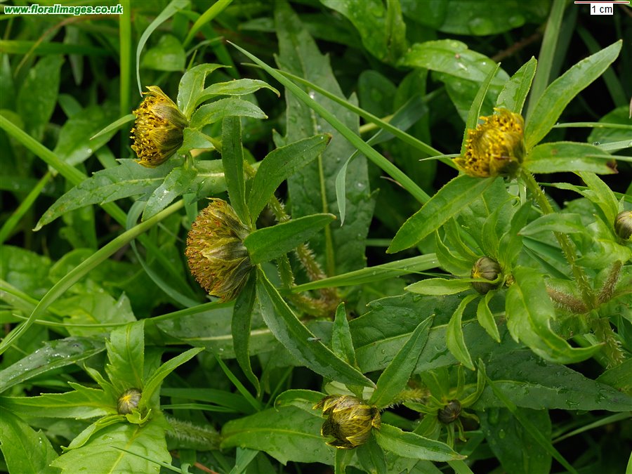 Bidens cernua