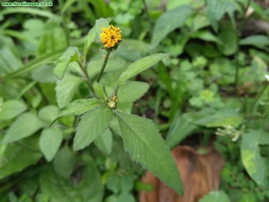 Bidens pilosa