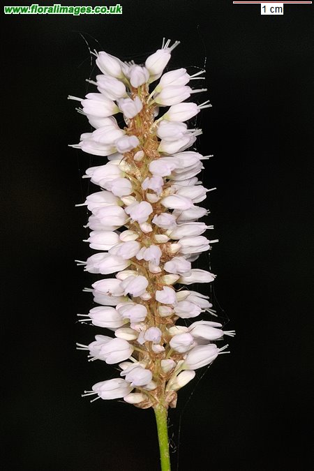 Bistorta officinalis