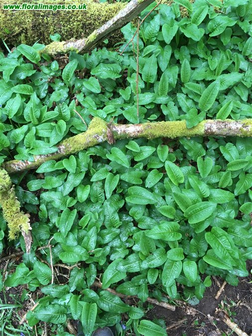 Bistorta officinalis