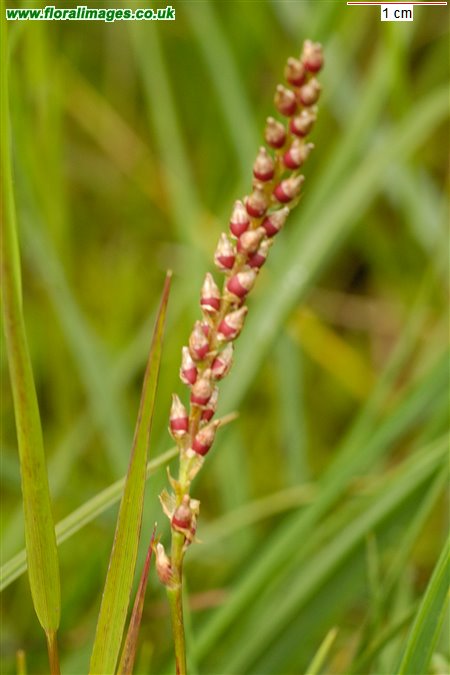 Bistorta vivipara