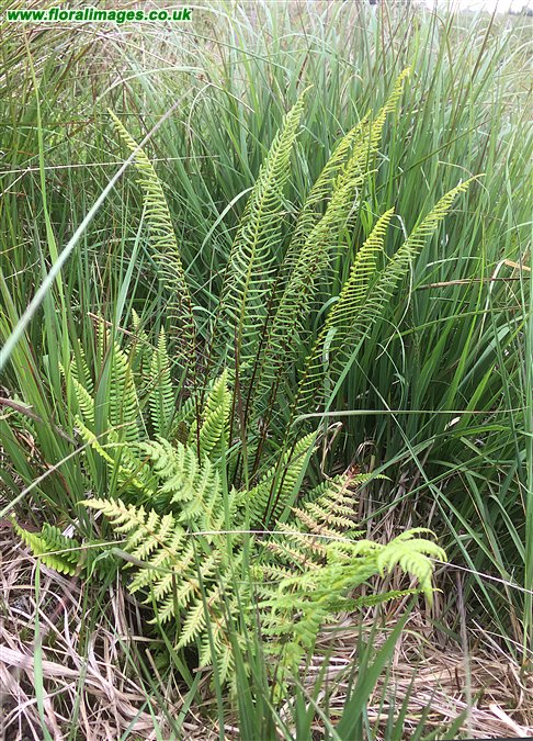 Blechnum spicant