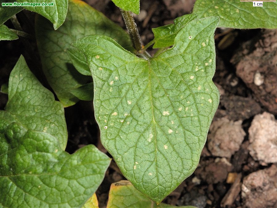 Blitum bonus-henricus