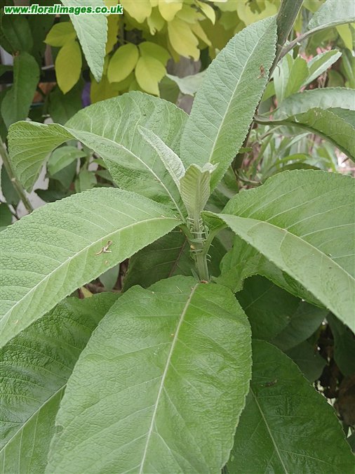 Blumea balsamifera