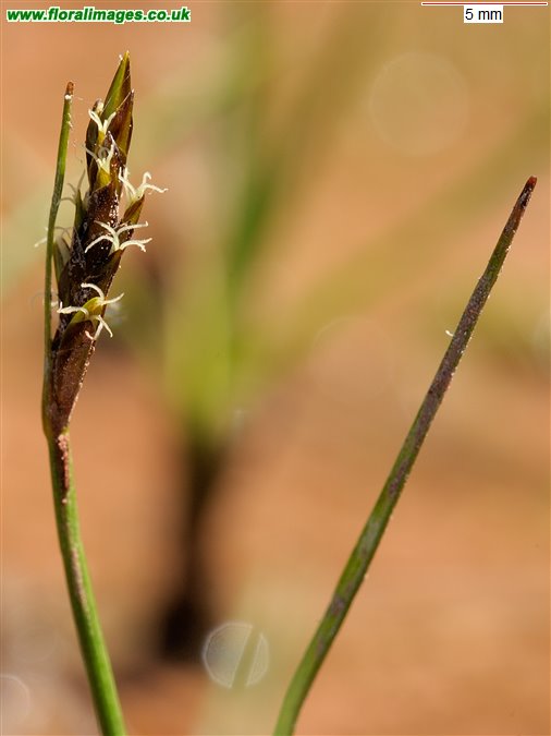 Blysmus compressus