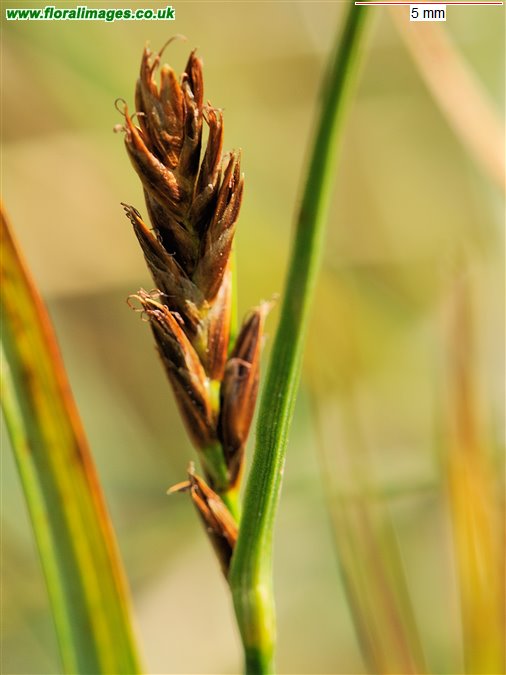Blysmus compressus