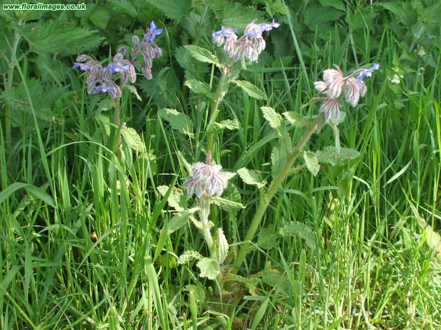 Borago officinalis