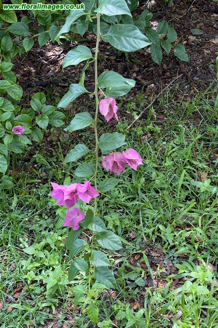 Bougainvillea glabra