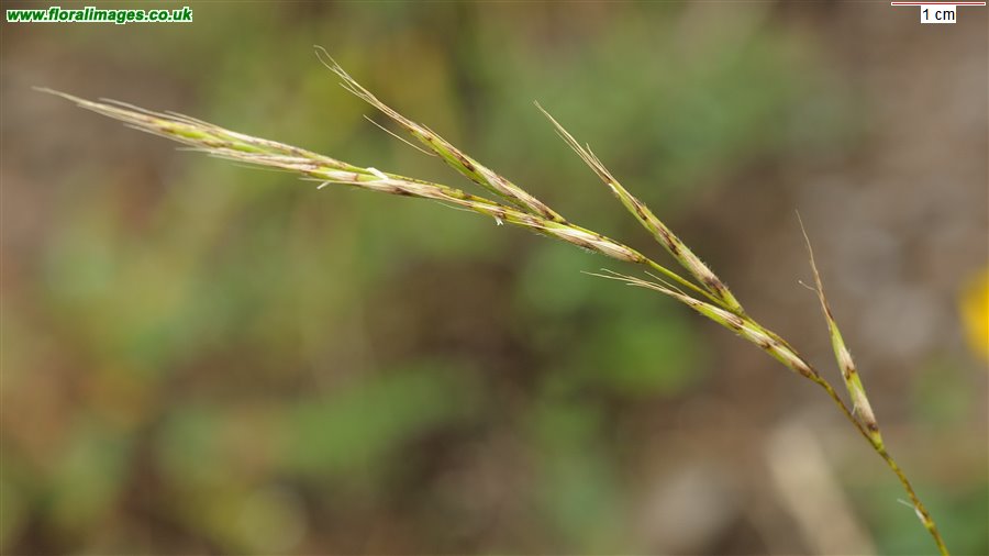 Brachypodium sylvaticum
