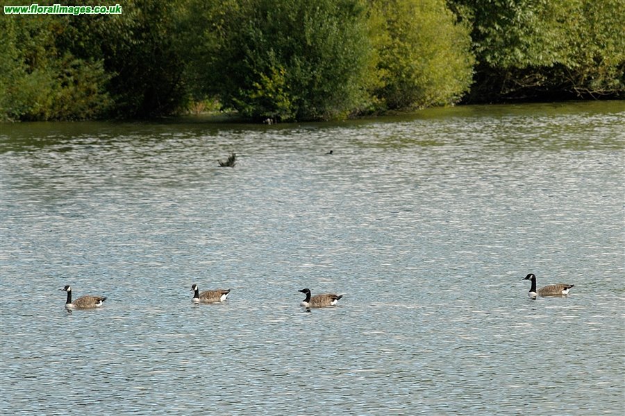 Branta canadensis