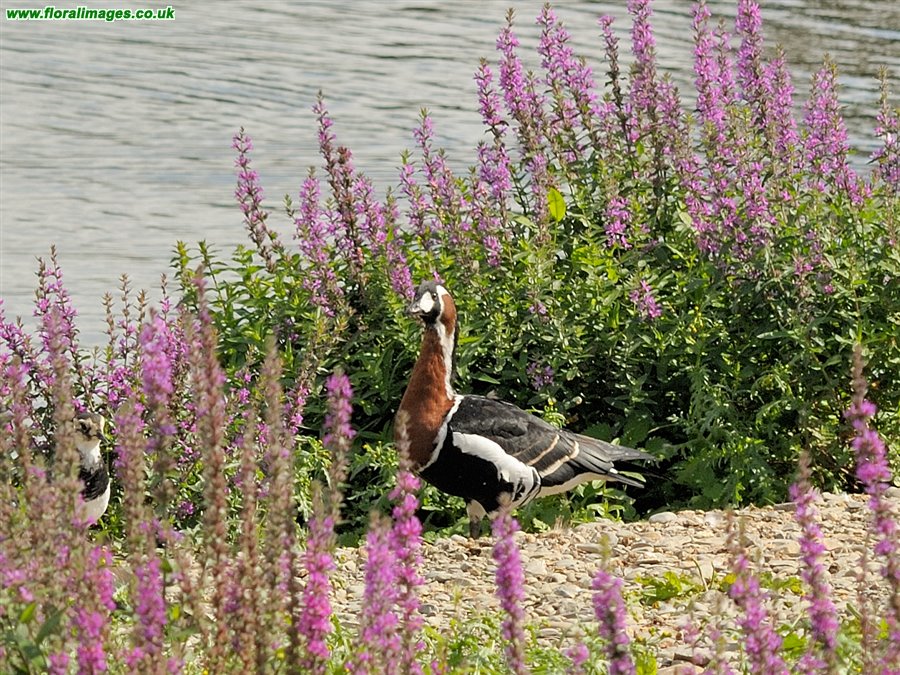 Branta ruficollis