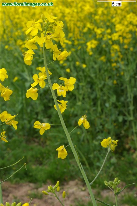 Brassica napus