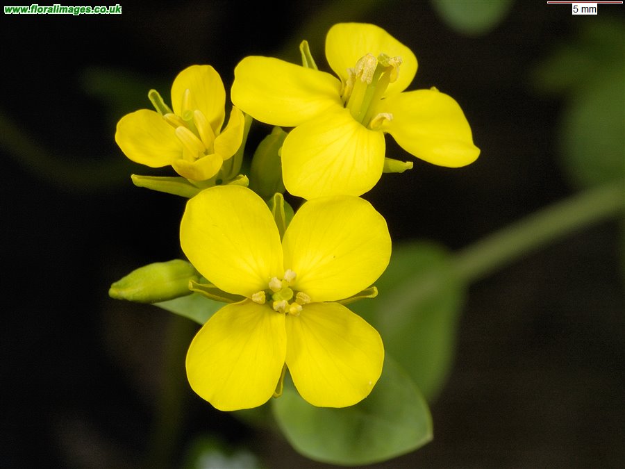 Brassica rapa