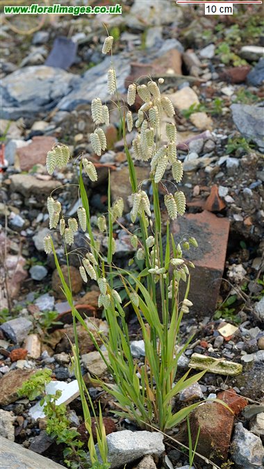 Briza maxima