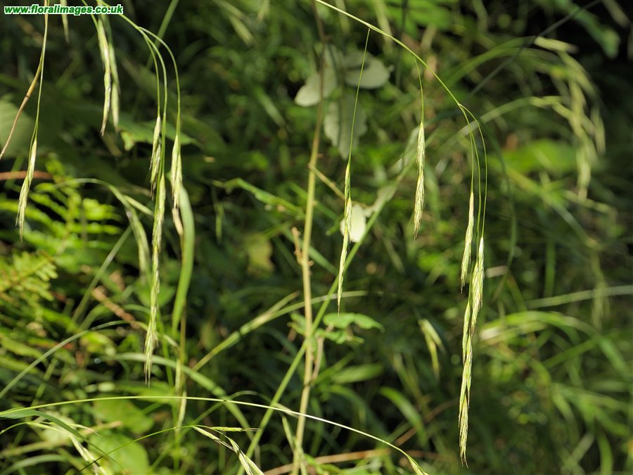 Bromopsis ramosa
