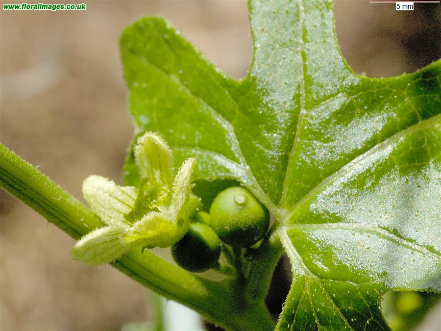 Bryonia dioica